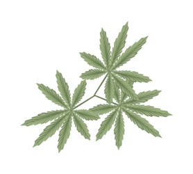 Vegetable and Herb, An Illustration of Fresh Cannabis, Hemp or Marijuana Leaves Used for Medicinal Purposes or Recreational Drug.